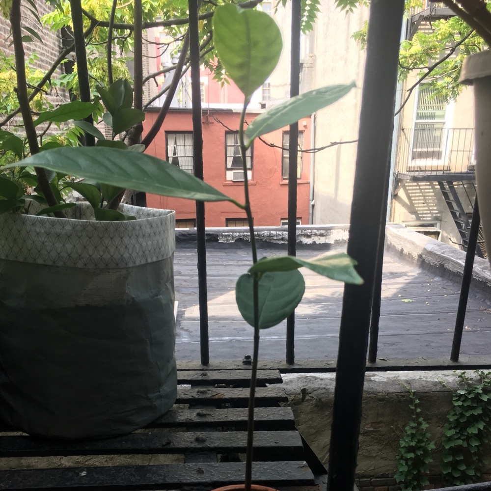Jackfruit seedlings